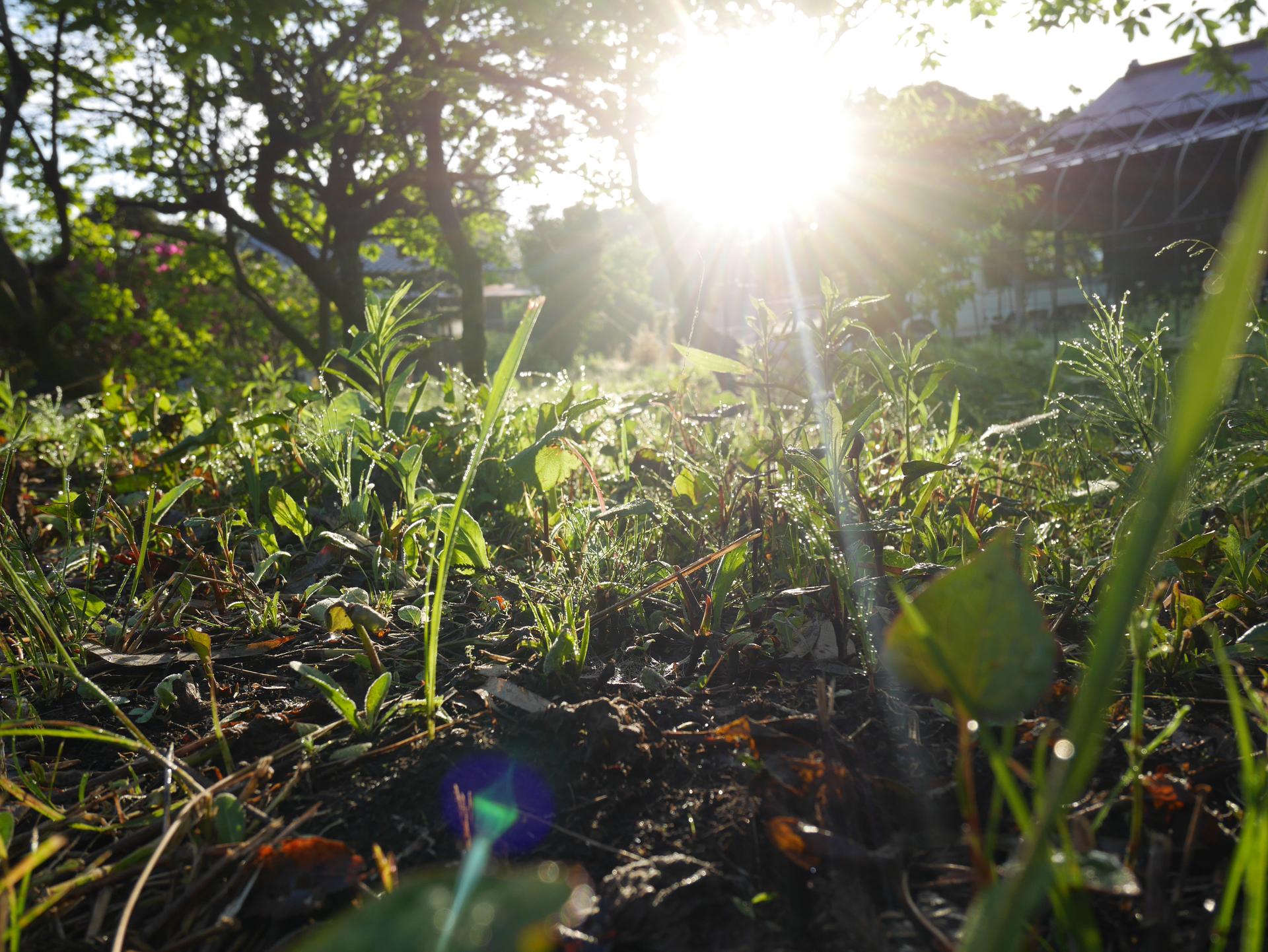 岬の花のコンセプト - 自然農の畑
